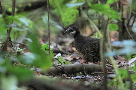 Image of Grey-breasted Partridge