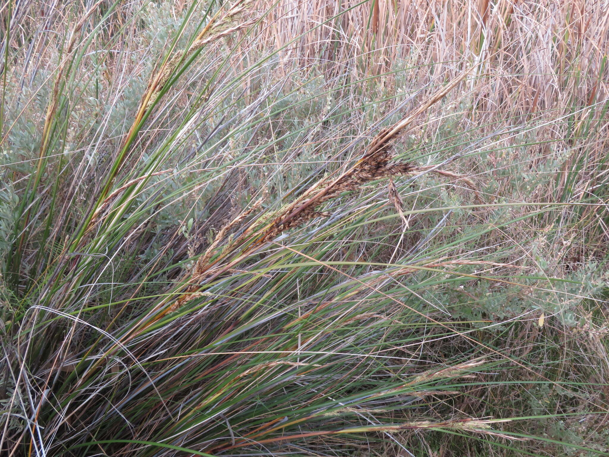 Image of Gahnia filum (Labill.) F. Muell.