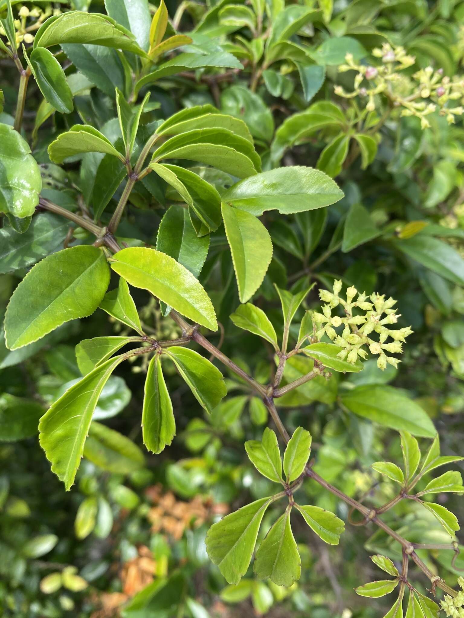 Image de Causonis corniculata