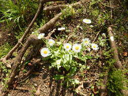 Image of Philadelphia fleabane