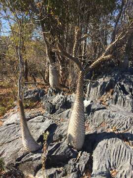 Image de Pachypodium lamerei Drake