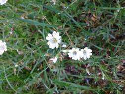 Imagem de Cerastium arvense subsp. strictum (L.) Gaudin