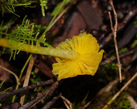 Hygrocybe chromolimonea (G. Stev.) T. W. May & A. E. Wood 1995的圖片