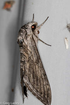 Manduca quinquemaculatus (Haworth 1803)的圖片