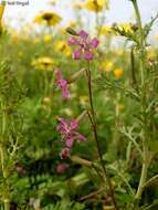 Image of Silene colorata Poir.