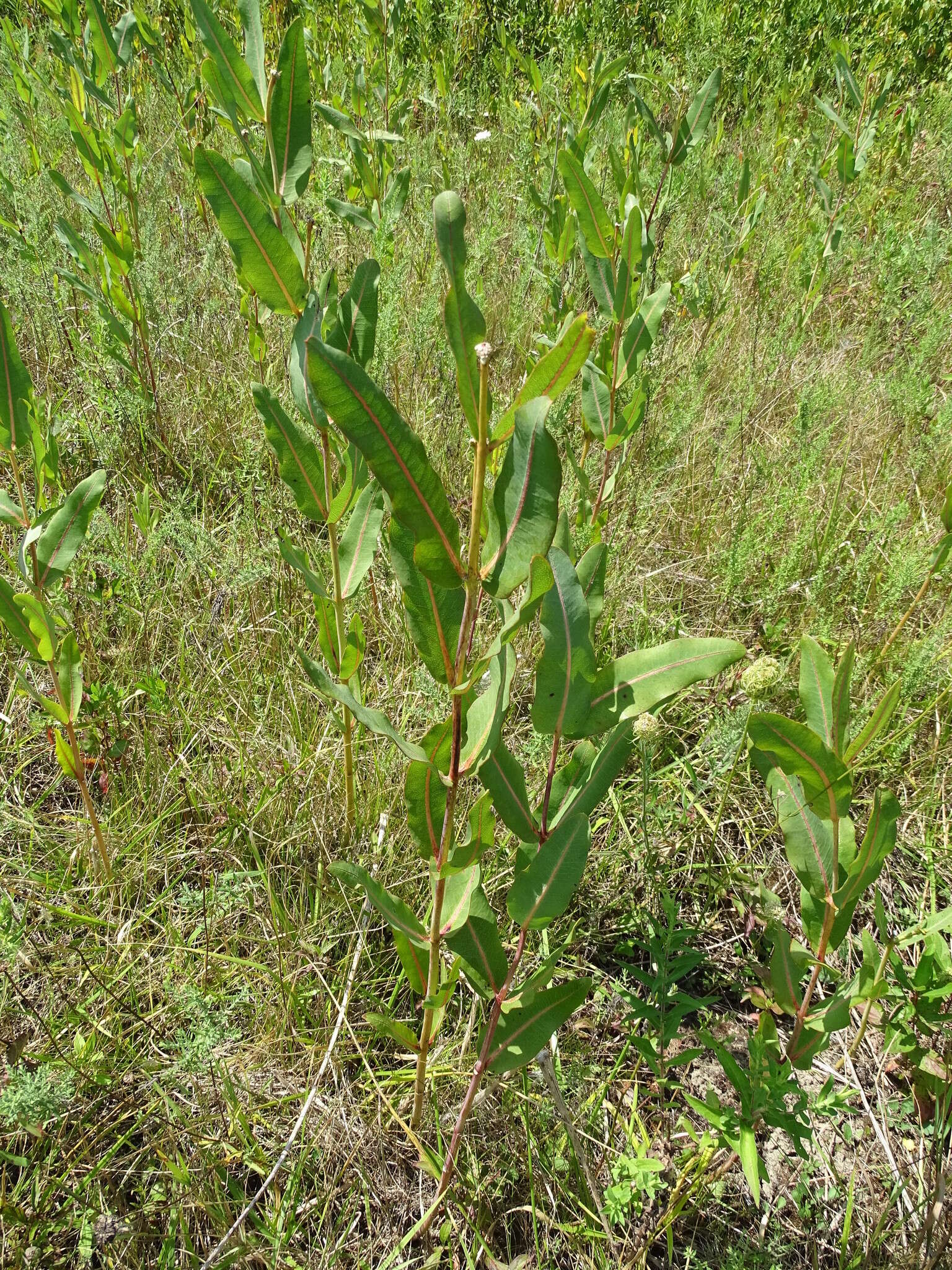 Image of prairie milkweed