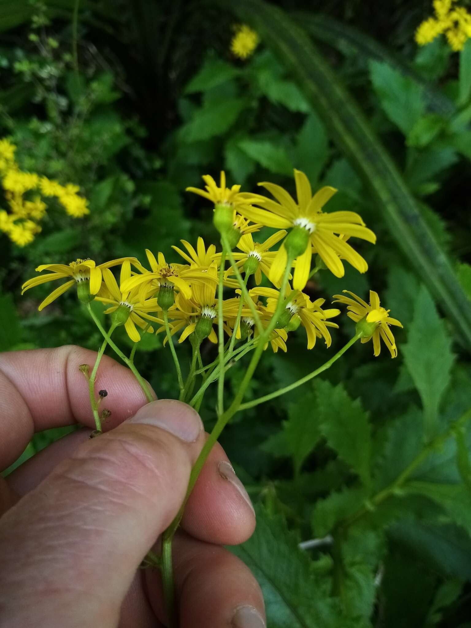 Imagem de Senecio solandri var. rufiglandulosus (Col.) Allan