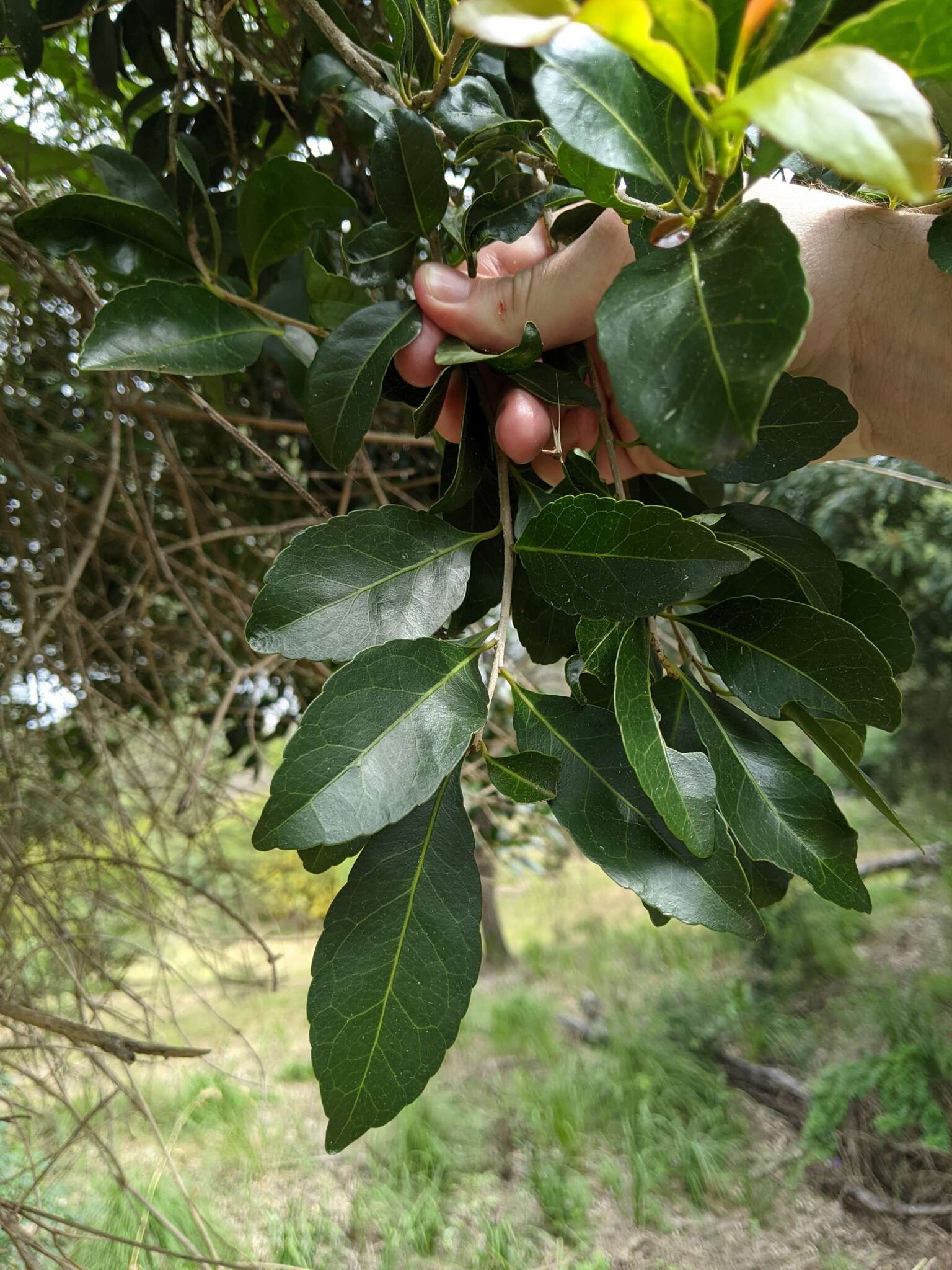 Image of Elaeocarpus obovatus G. Don