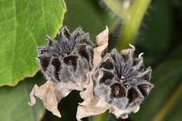 Image of hairy Indian mallow