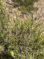 Image de Hakea trifurcata (Sm.) R. Br.