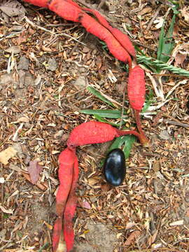 Image of wild tamarind