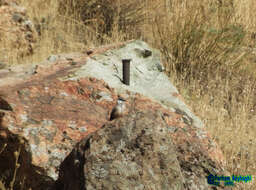 Image de Sittelle des rochers