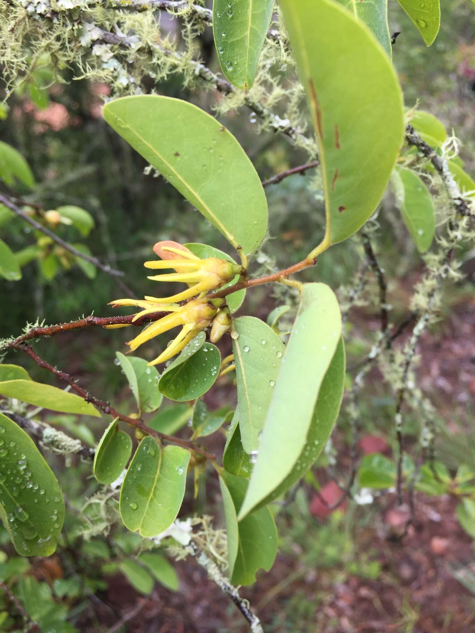 Image de Xylopia parviflora (A. Rich.) Benth.