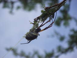 صورة Trichonephila sexpunctata (Giebel 1867)