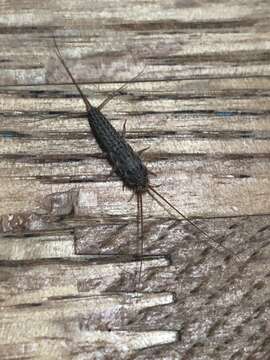 Image of Four-lined Silverfish