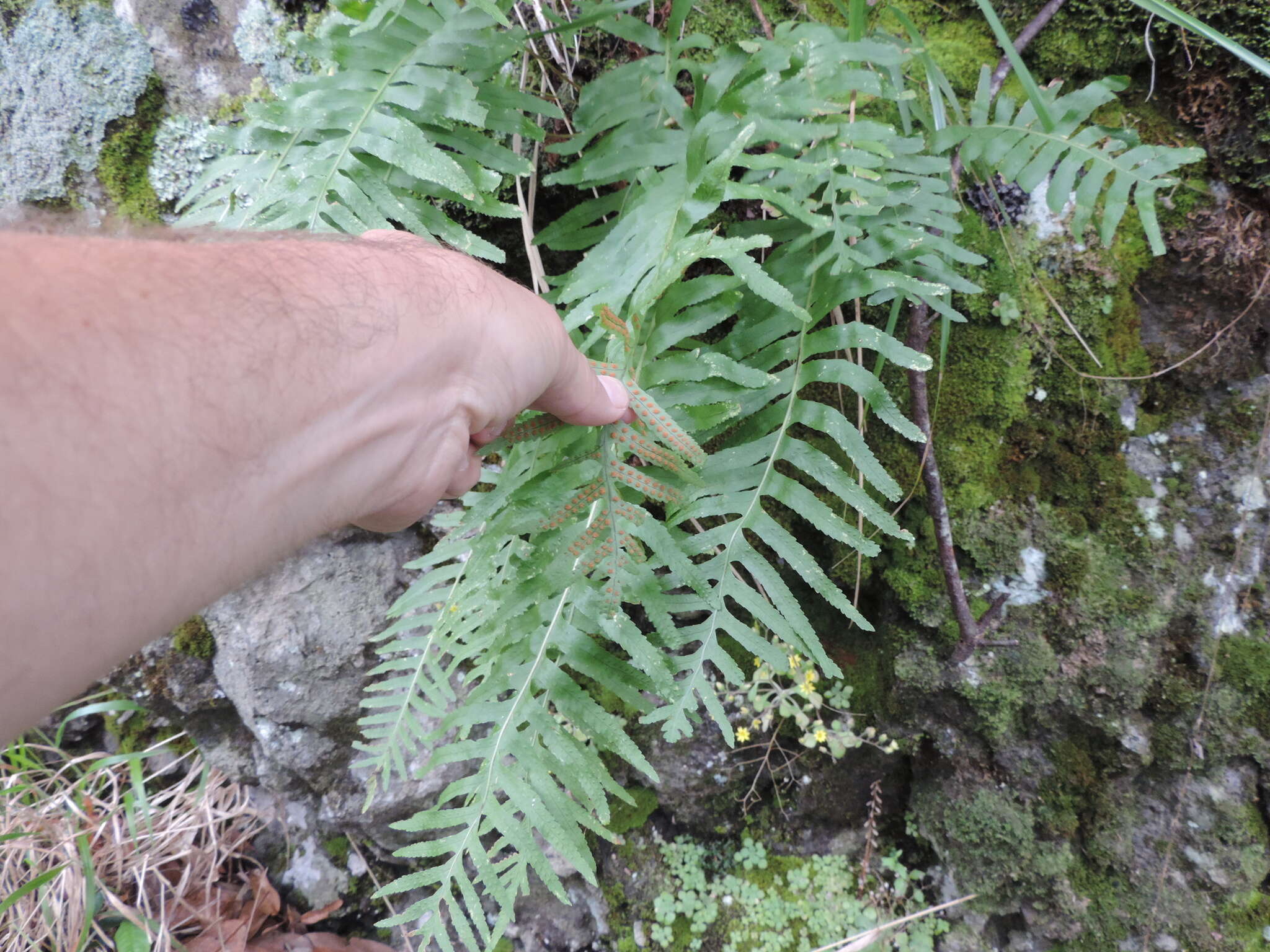 Plancia ëd Polypodium macaronesicum subsp. macaronesicum