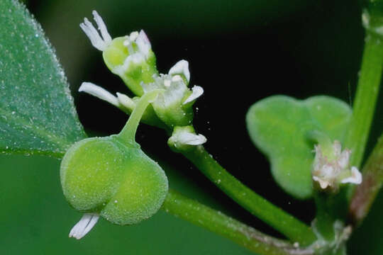 Image of grassleaf spurge