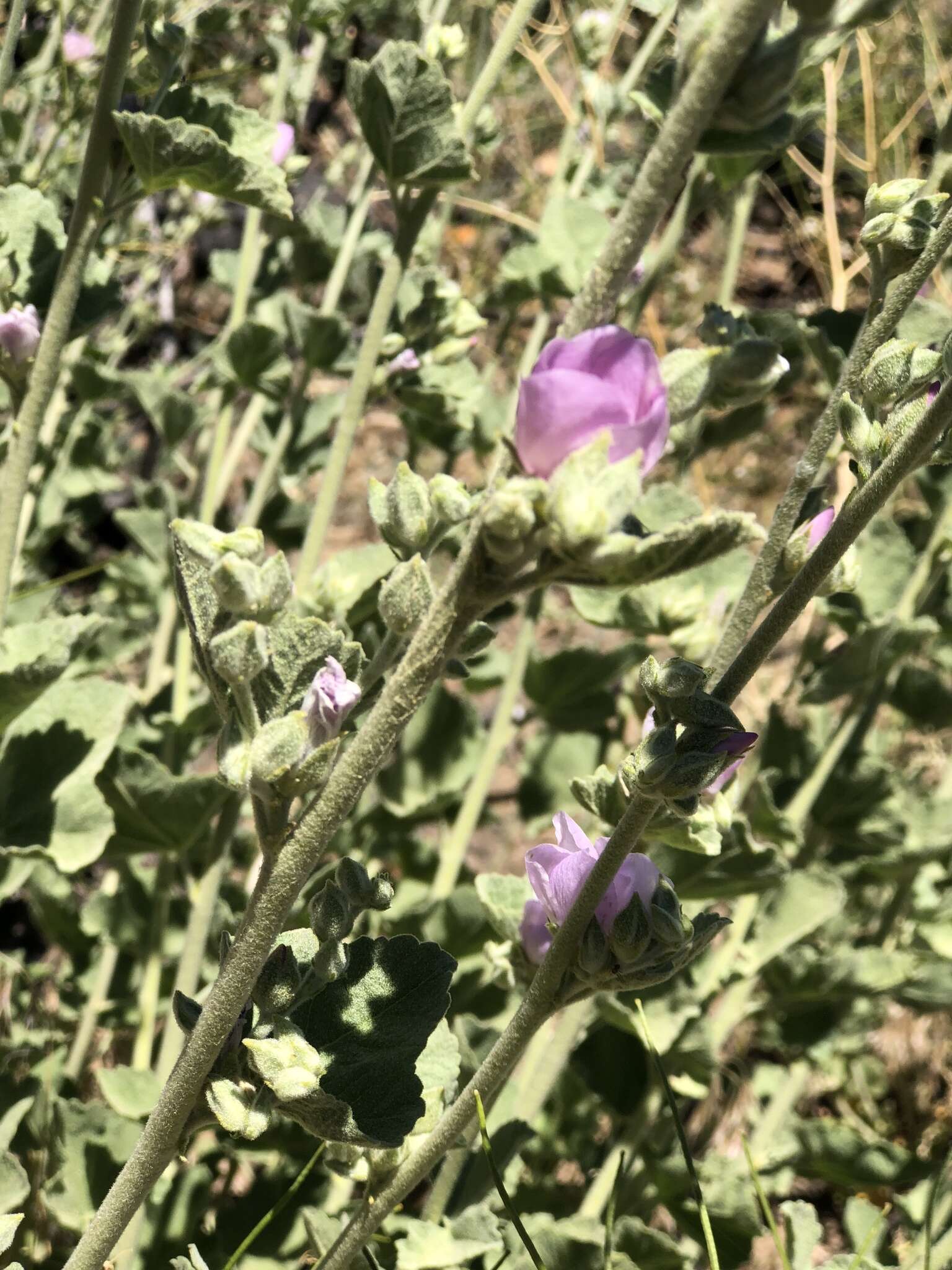 Image of San Clemente Island bushmallow