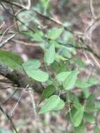 Imagem de Orthosia virgata (Poir.) Fourn.