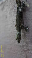 صورة Gekko japonicus (Schlegel 1836)