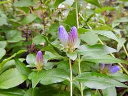 صورة Gentiana clausa Raf.