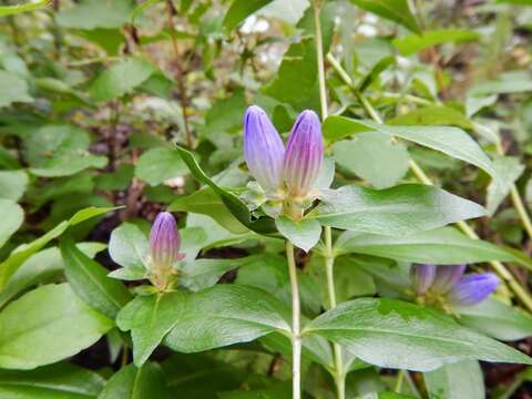 صورة Gentiana clausa Raf.