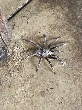 Image of African Horned Baboon Tarantula