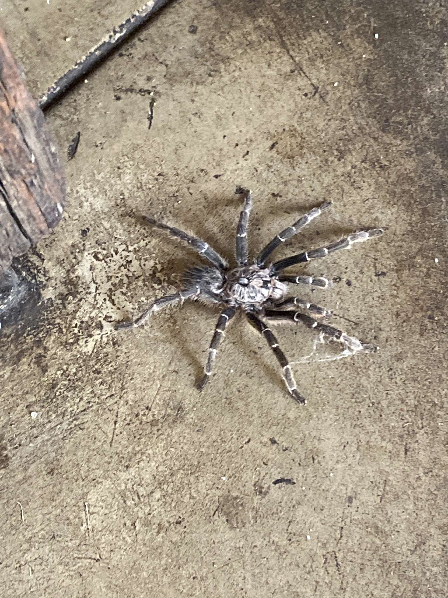 Image of African Horned Baboon Tarantula