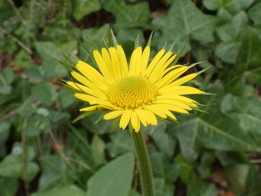 Image of plantain false leopardbane