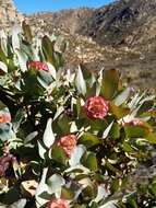 Image of Leucadendron pubibracteolatum I. J. M. Williams