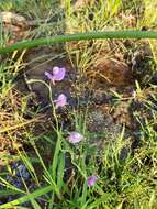 Image of Net Veined Bladderwort