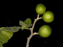 Image of Wild citrus
