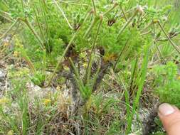 Image of Pelargonium hirtum (Burm. fil.) Jacq.