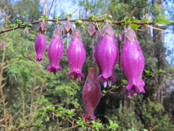 Image of Latua pubiflora (Griseb.) Baill.