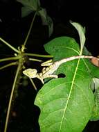 Image of Serrated casquehead iguana