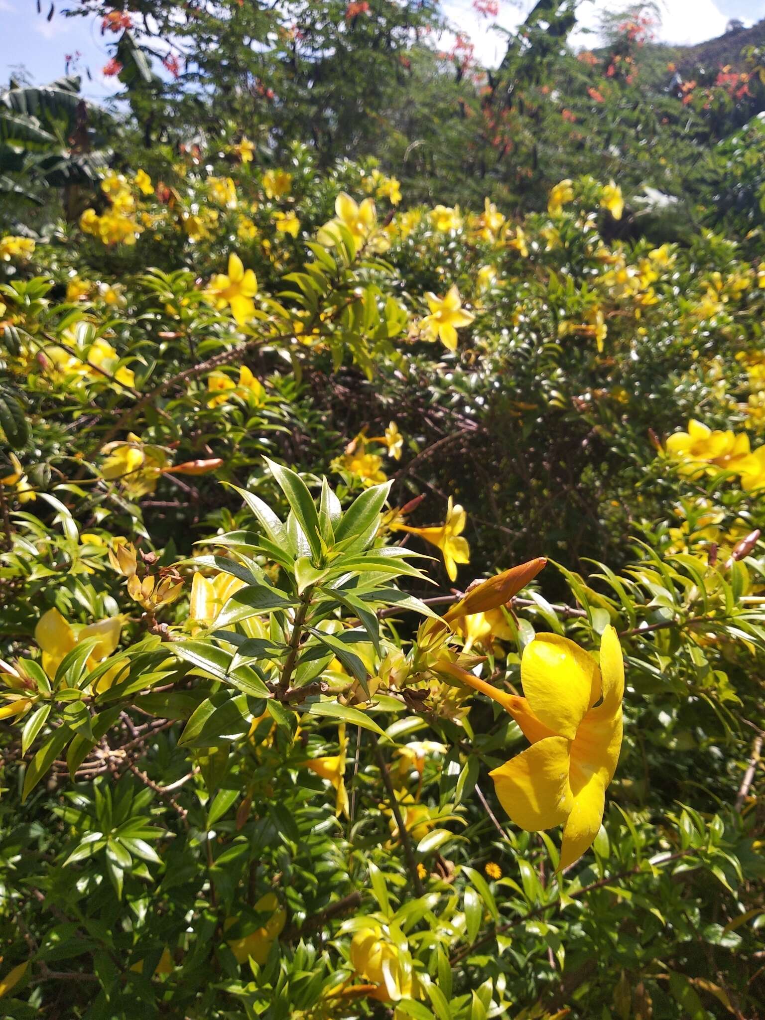 Image of golden trumpet