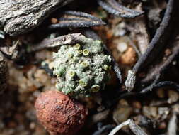 Image of texosporium lichen