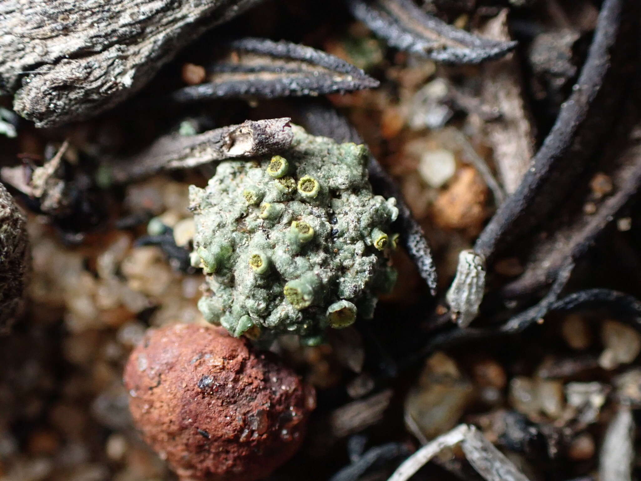 Image of texosporium lichen