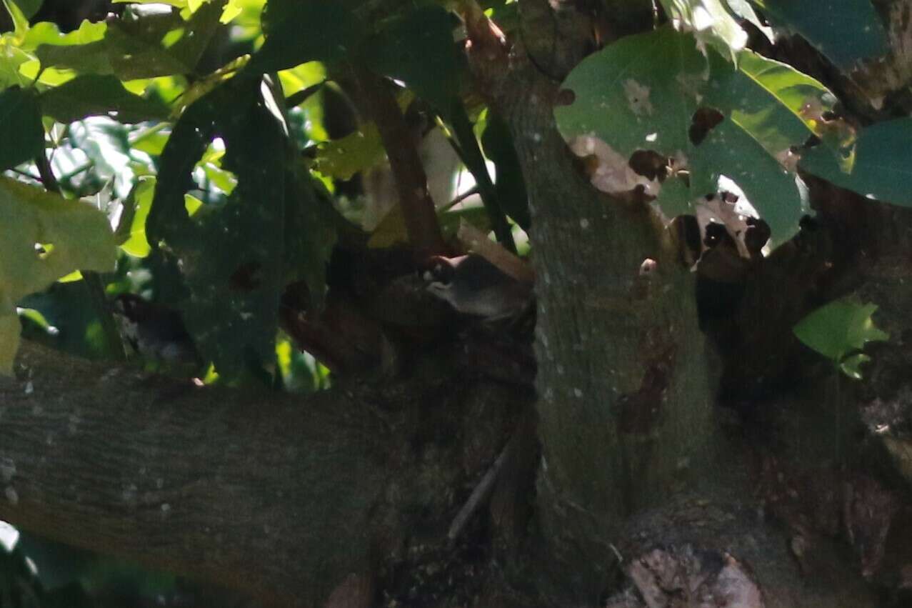 Image of Cabanis's Ground Sparrow