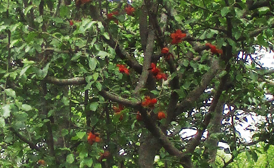 Image of Boat-fruit plane