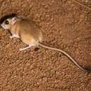 Image of Slender gerbil