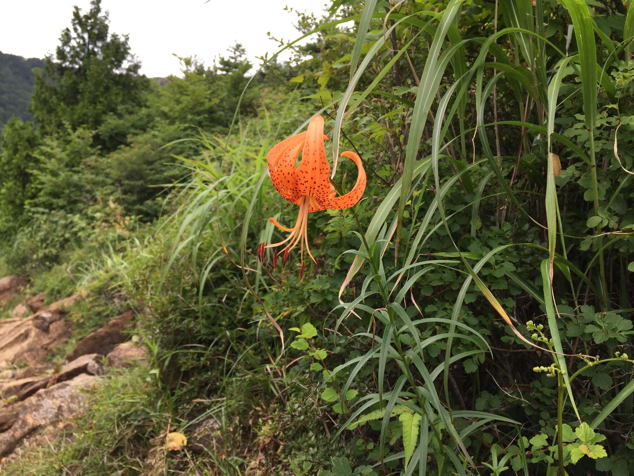 Image of Lilium leichtlinii var. maximowiczii (Regel) Baker