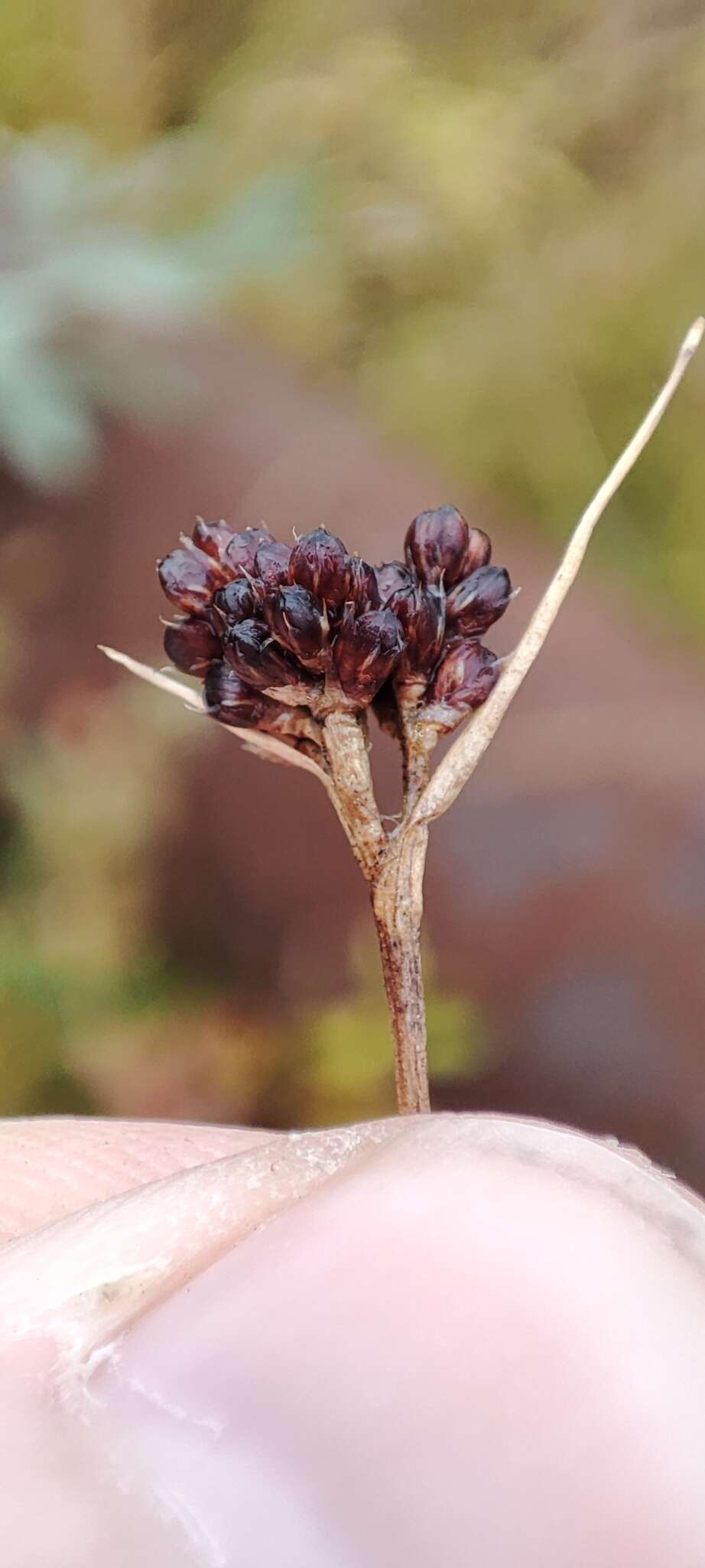 Imagem de Luzula multiflora subsp. sibirica V. I. Krecz.