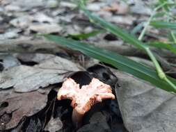 Image de Cantharellus coccolobae Buyck, P. A. Moreau & Courtec. 2016