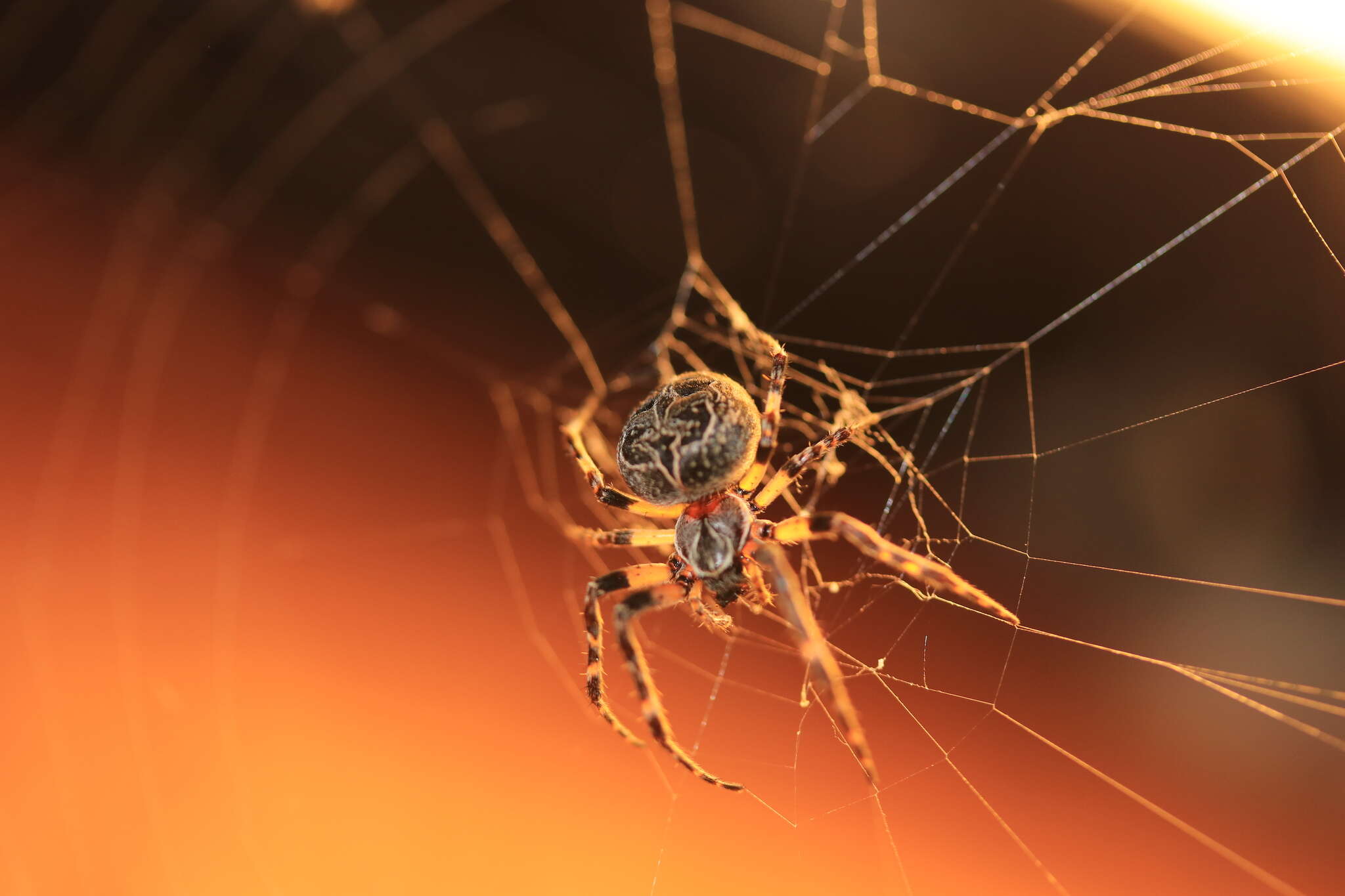 Image of Gray Cross Spider