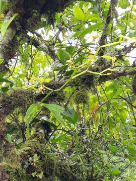 Image of winged-lady orchid