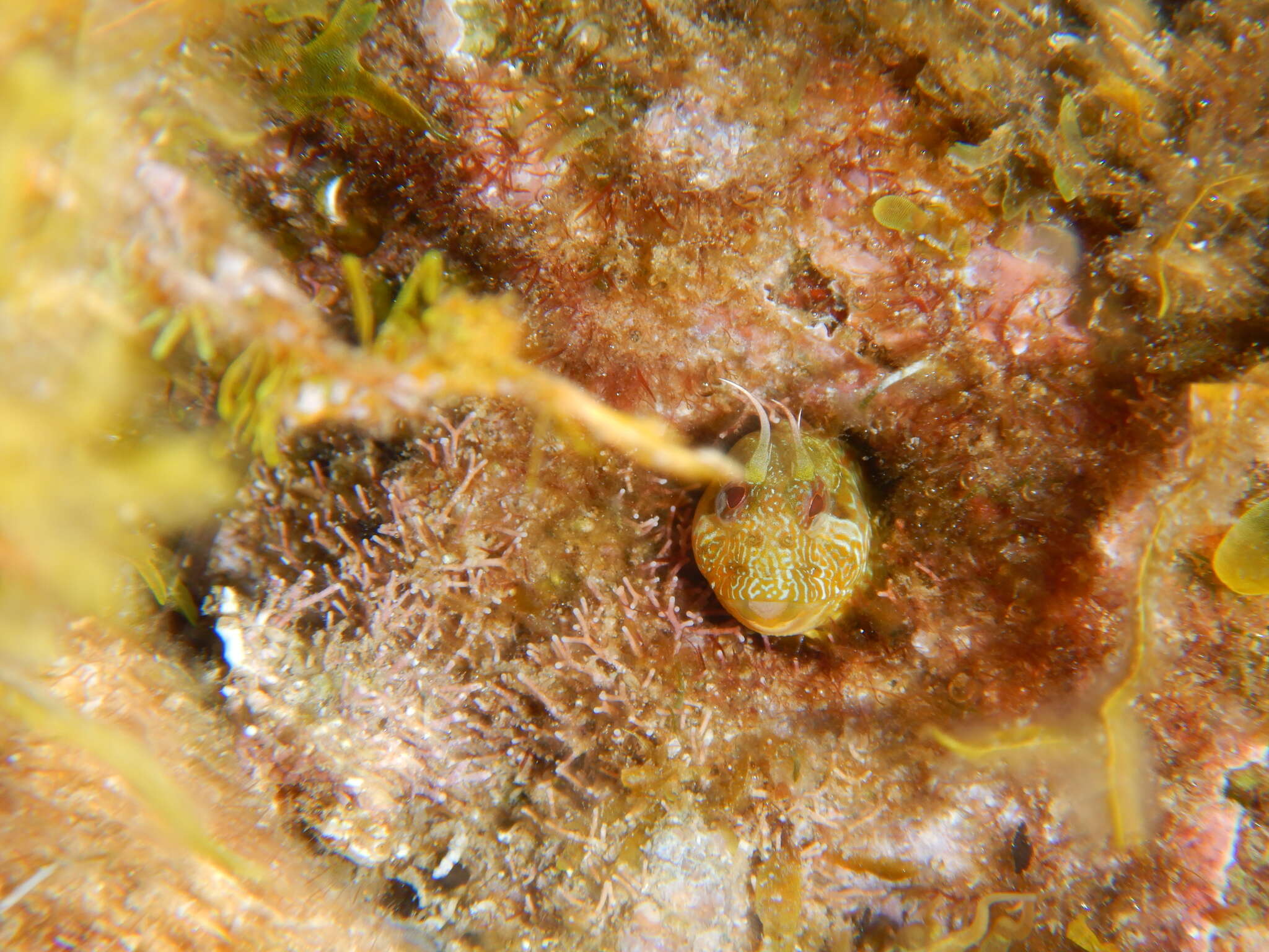 Image of Mystery blenny