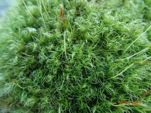 Image of dicranum moss