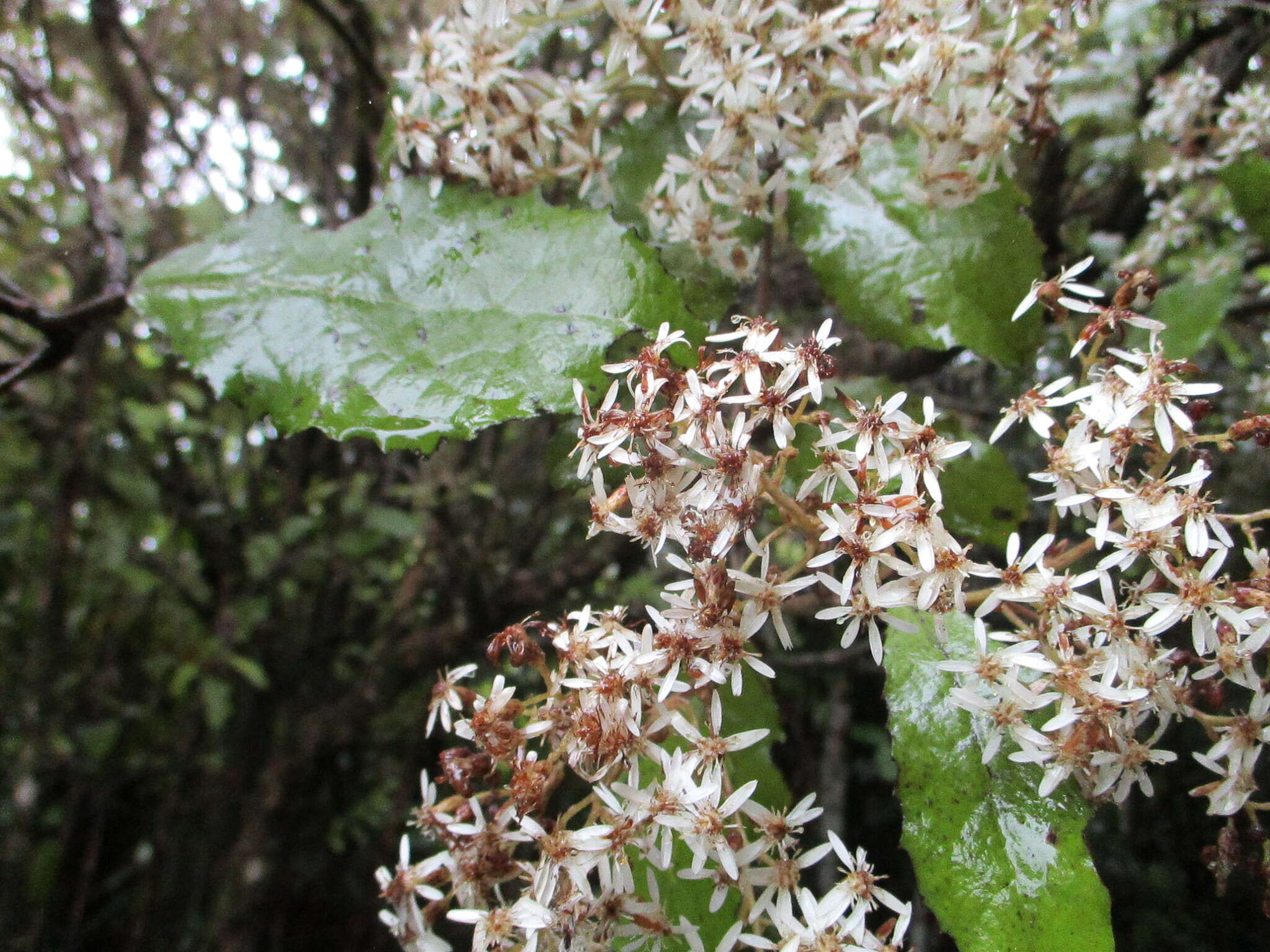 Image of <i>Olearia <i>rani</i></i> var. rani