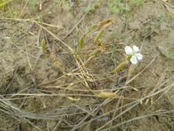 Image of Dianthus ramosissimus Pall. ex Poir.